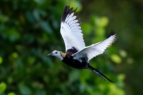 Sinharaja Rain forest Birdwatching Tour (Pickup Includes) Pickup/drop off from /to Galle