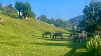 Gentle Hike above Bellagio - Housity