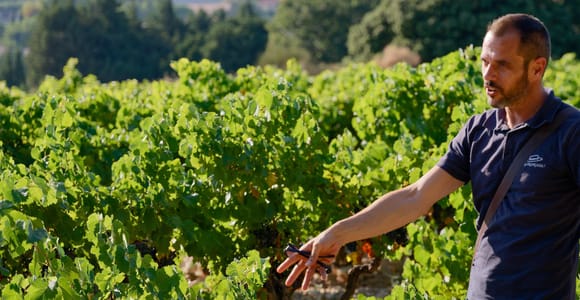 Ab Avignon: Châteauneuf du Pape Halbtagestour Wein