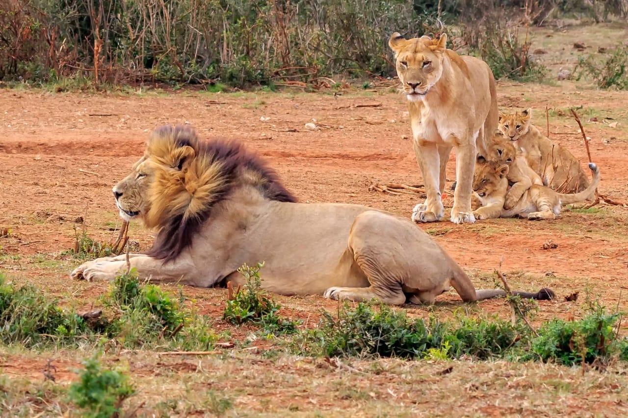 Addo Elephant Park: Ganztägige Safari mit Braai-Mittagessen