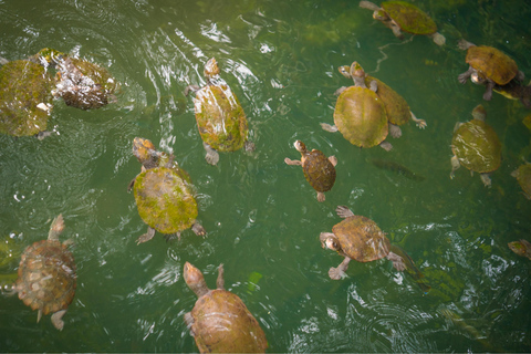 Lake Barrine Boat Cruise – Discover Queensland’s Hidden Gem