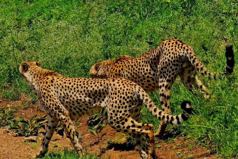 Nairobi National Park: Small-Group Sunrise Game Drive Safari