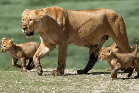 Ngorongoro Crater: Day Tour with Wildlife Safari