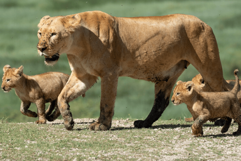 Ngorongoro Crater: Day Tour with Wildlife Safari