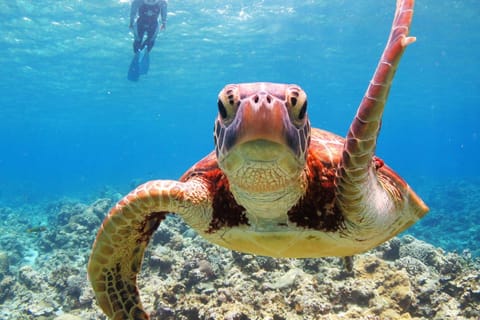 From Naha: Kerama Islands Snorkeling Boat Tour - Image 2