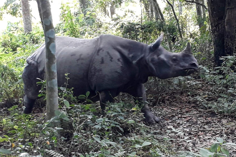 Från Kathmandu eller Pokhara: 4-dagars tur till Chitwan nationalpark