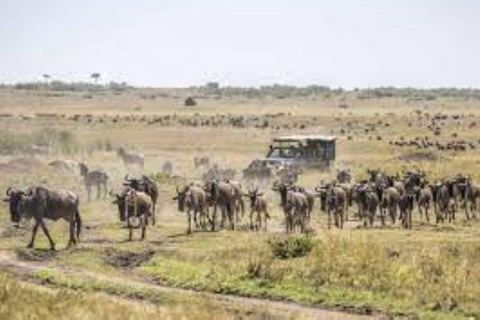Masai Mara: Safari privato di 2 giorni in Land Cruiser 4x42 giorni di Masai Mara in un Land Cruiser 4x4