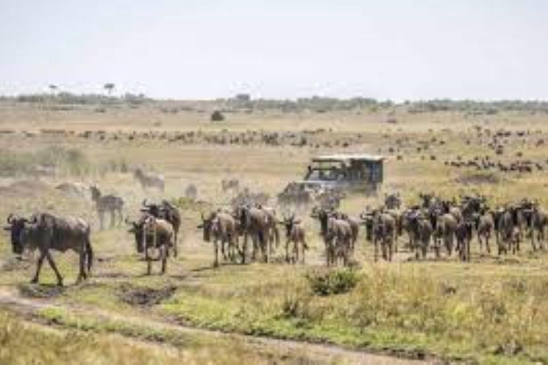 Masai Mara: Safari privato di 2 giorni in Land Cruiser 4x42 giorni di Masai Mara in un Land Cruiser 4x4