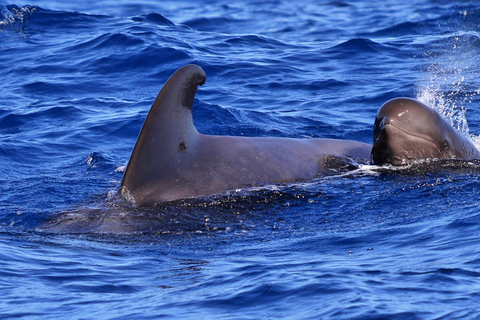 Teneriffa: Båttur med valskådning med en marinbiolog