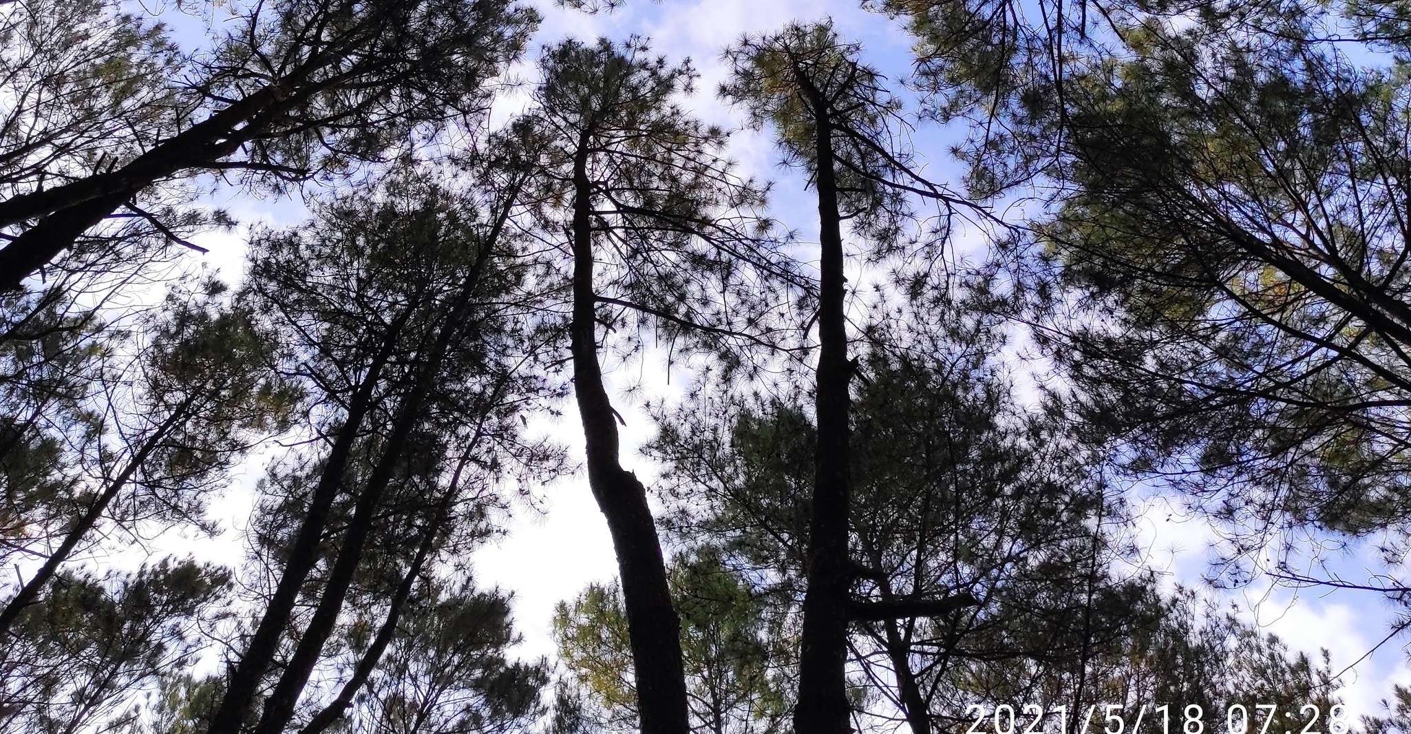 Sunrise Panguk Kediwung,Pine Forest & Timang Beach Tour - Housity