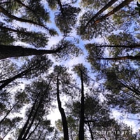 Sunrise Panguk Kediwung, Pine Forest et Timang Beach Tour - Housity