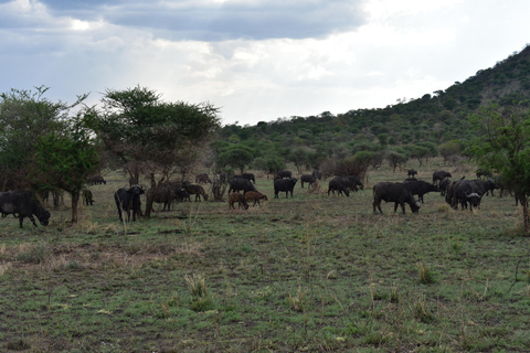 3 Tage Tansania Safari, Kurzurlaub - Die besten Wildtierparks