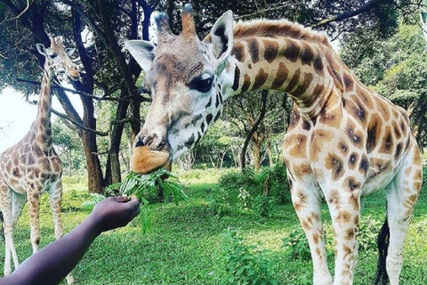 2-Day Lake Mburo Night Game Drive & Guided Bicycle Safari