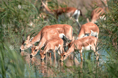 Shirvan Eco-Tour: Gazelles, Birdwatching & Village Lunch Private tour
