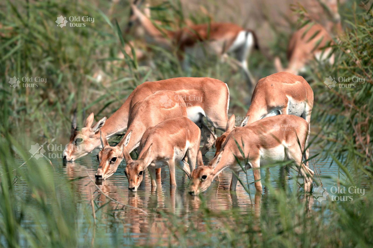 Shirvan Eco-Tour: Gazelles, Birdwatching & Village Lunch Private tour