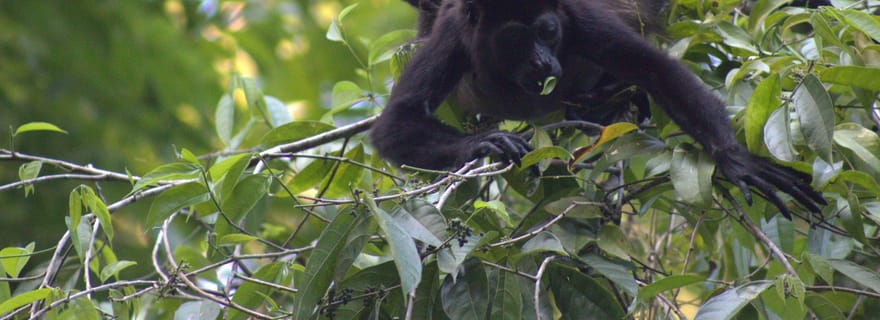 Randonnée privée dans le parc national du volcan Tenorio - Río Celeste