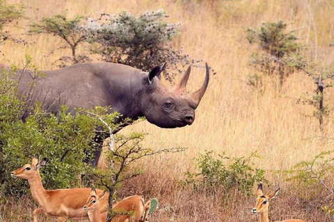 Nairobi: Ol Pejeta Conservancy 2-Day Safari with Meals Private day tour to Ol Pejeta Wildlife Conservancy