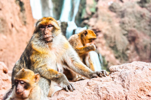 Marrakech: tour a las cascadas de Ouzoud y crucero opcionalTour privado con paseo en barco