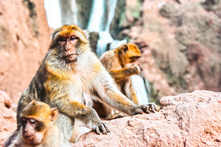 Marrakech: Ouzoud Waterfalls Day Trip & Optional Boat Ride Private Tour with Boat Ride