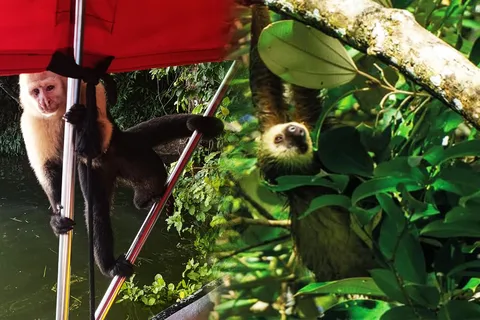 Panama Canal: Monkey Island and Jungle Hike Eco Tour