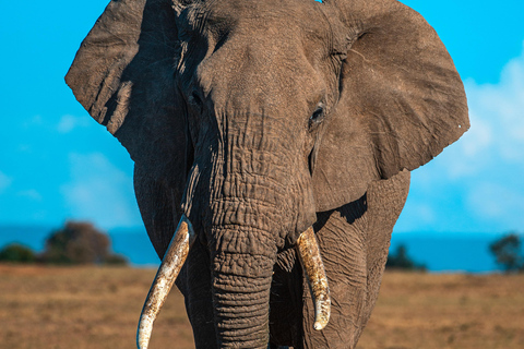 Safari clássico de gama média de 3 dias no Serengeti a partir de Arusha