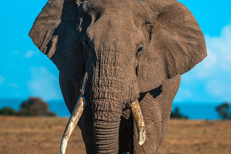 Safari clássico de gama média de 3 dias no Serengeti a partir de Arusha