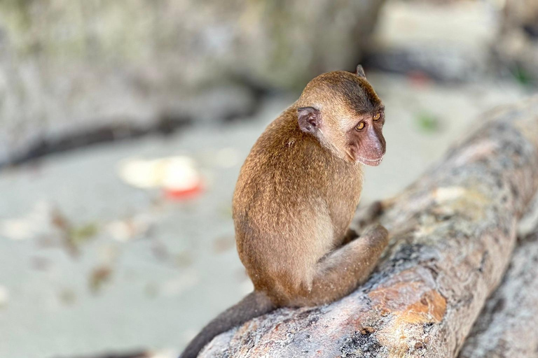 Phuket : Excursion d'une journée aux îles Phi Phi et à la baie de Maya avec déjeuner