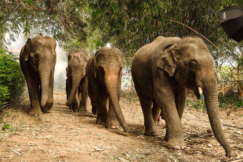 Bangkok Elephant Park: Meio dia de cuidados com elefantesHD Elephant Care com serviço de busca no hotel e traslado de ida e volta (particular)