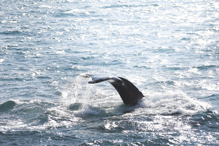Whale Watching from Akureyri - Small Group Tour (Hjalteyri)