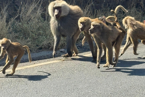 Addis Abeba: Awash-Nationalpark &amp; Harar 4-tägige Tour