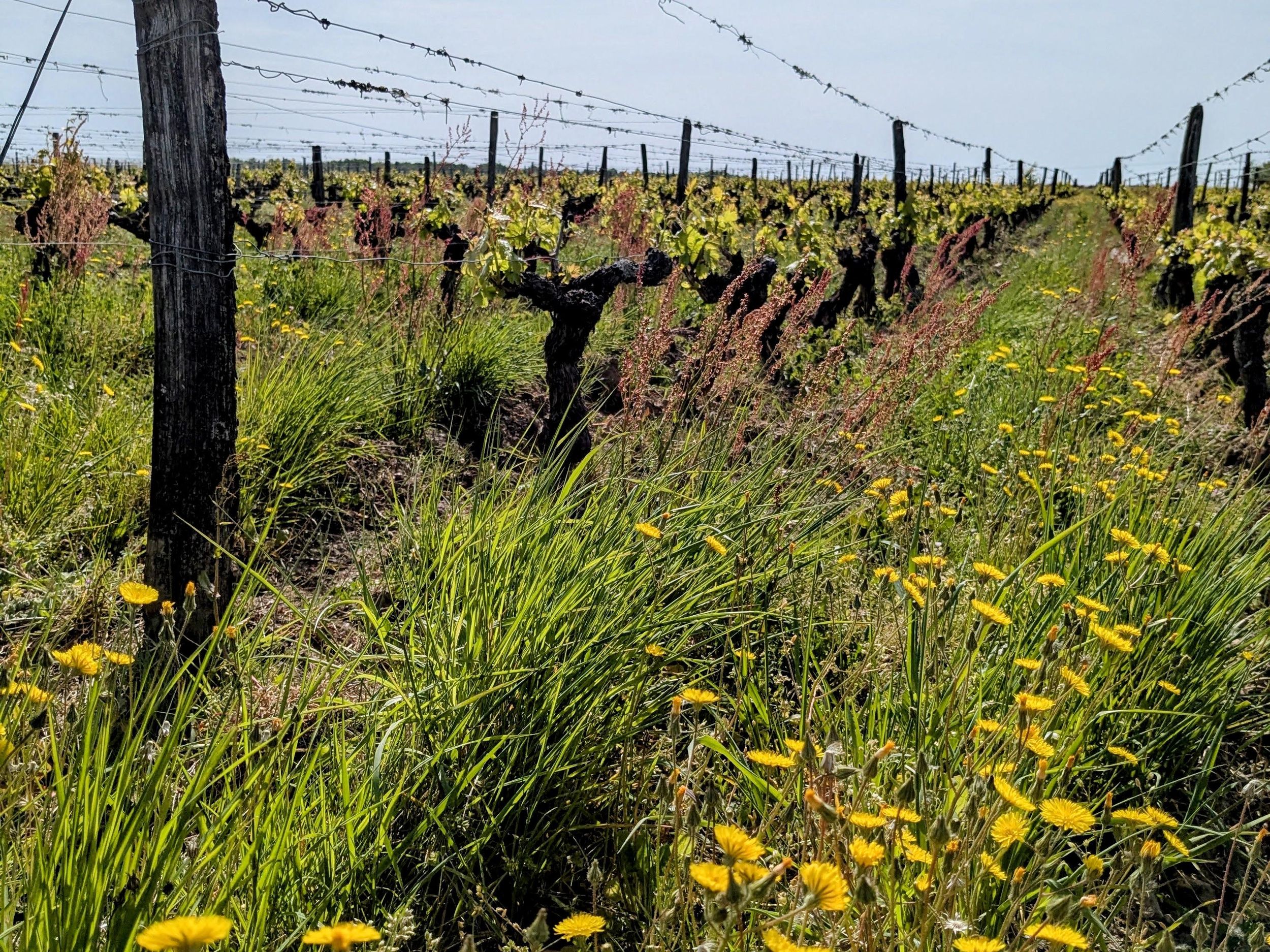 Amboise: Ausflug in die Weinberge mit dem Fahrrad (Weinführer, Naturwein)