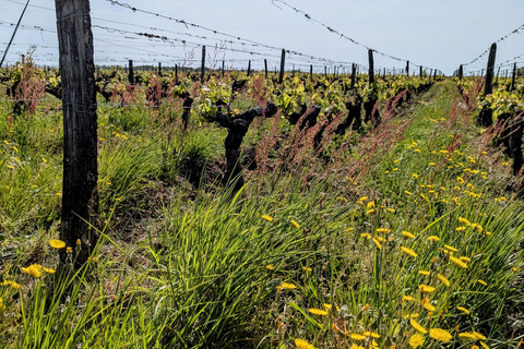 Amboise: Bike ride through the vineyards (wine guide, natural wine) Amboise: Bike getaway in the vineyards (wine guide, natural wine)