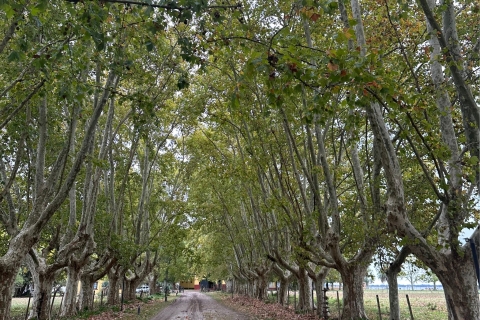 Enjoy a Rural Experience in a Vineyard near Buenos Aires
