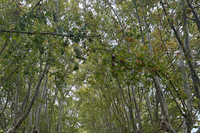 Enjoy a Rural Experience in a Vineyard near Buenos Aires