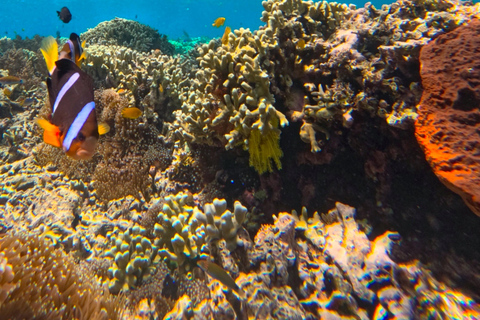 From Bali/Banyuwangi: Mount Ijen Hike & Snorkeling Tour From Bali: Private Tour All Inclusive