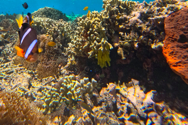 From Bali/Banyuwangi: Mount Ijen Hike & Snorkeling Tour From Bali: Private Tour All Inclusive