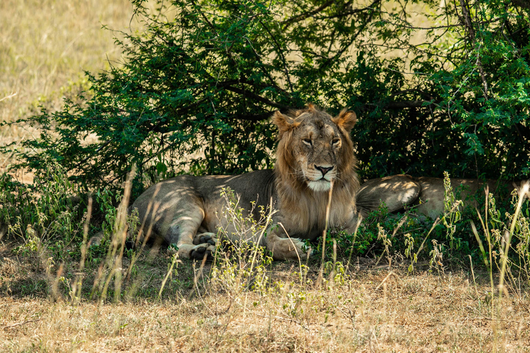 3-Days Murchison Falls National Park