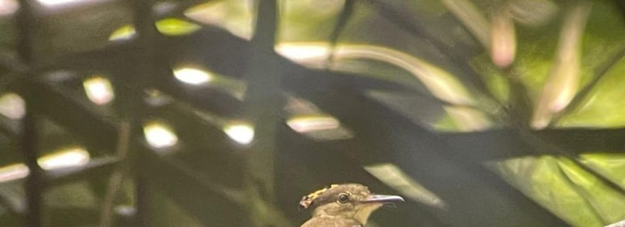 Visite du parc national de Carara (billet inclus)