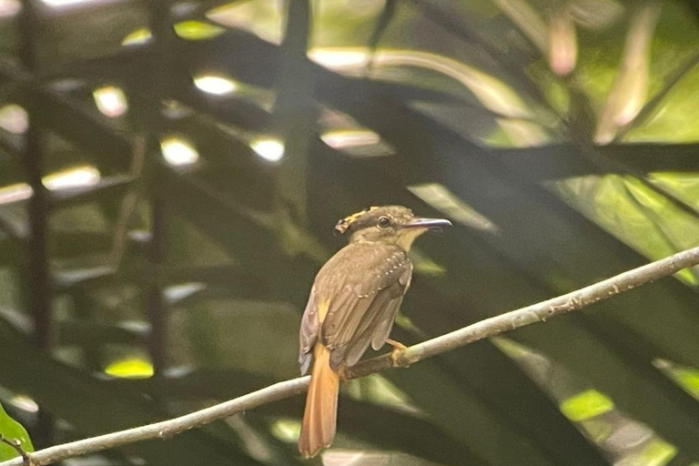 Visite du parc national de Carara (billet inclus)