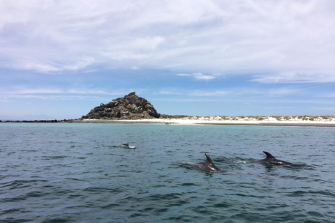 Whales & Humboldt Penguins: Chañaral or Damas island hiking