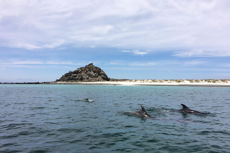 Whales & Humboldt Penguins: Chañaral or Damas island hiking