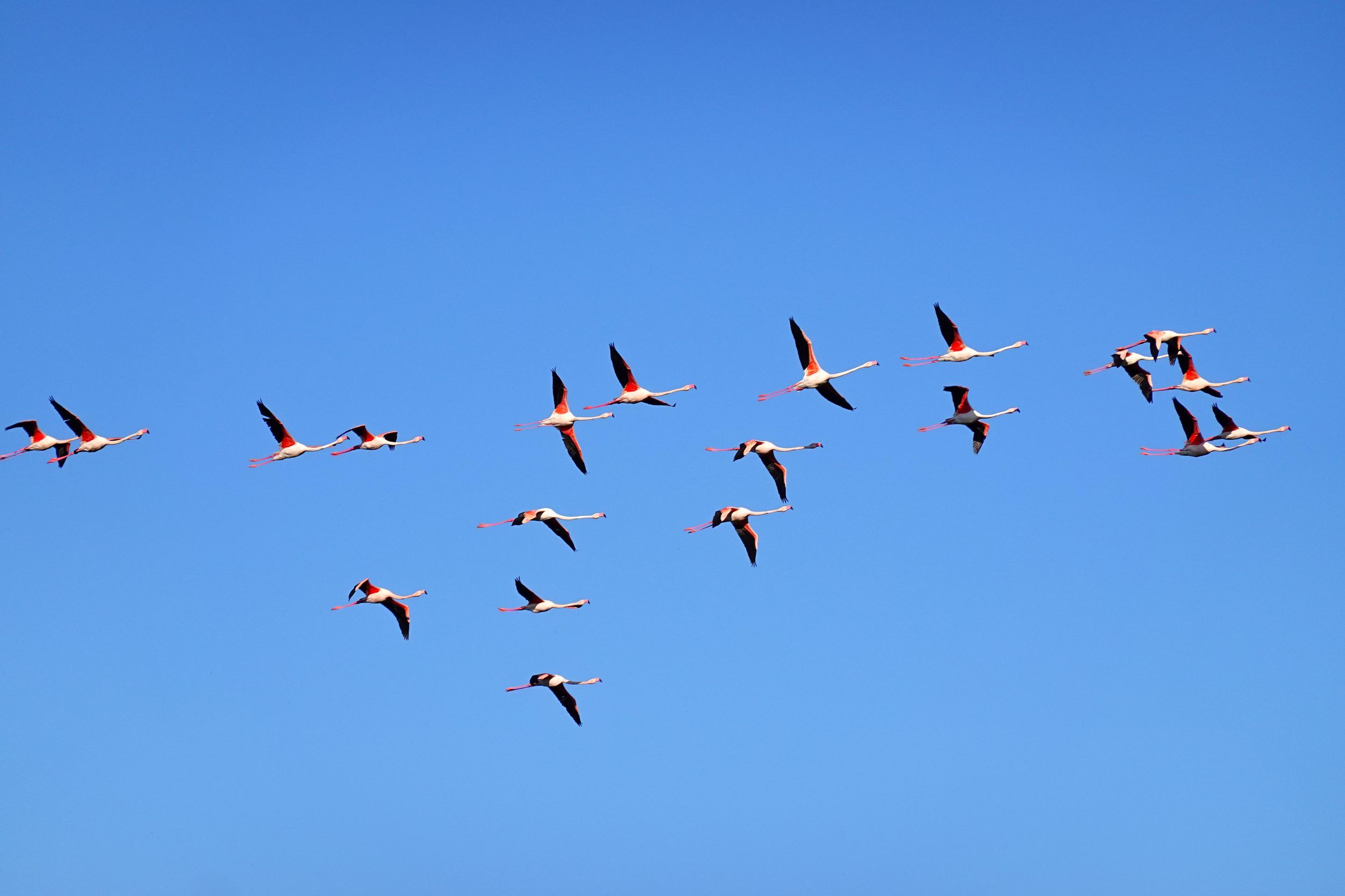 Regionalpark Po-Delta: Vogelbeobachtungstour durch die Valli di Comacchio