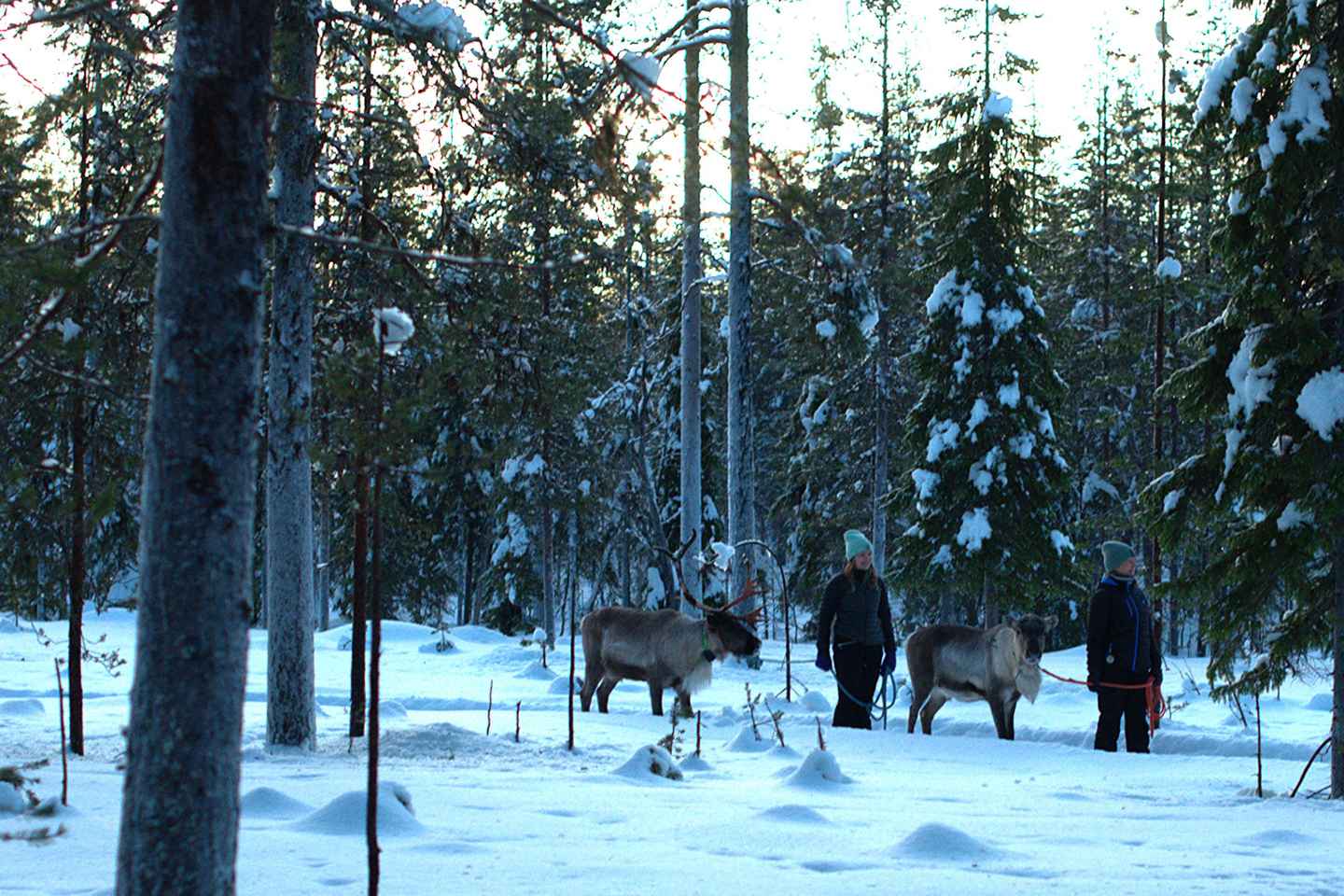 Rovaniemi : visite privée d'une ferme de rennes et découverte de la culture lapone