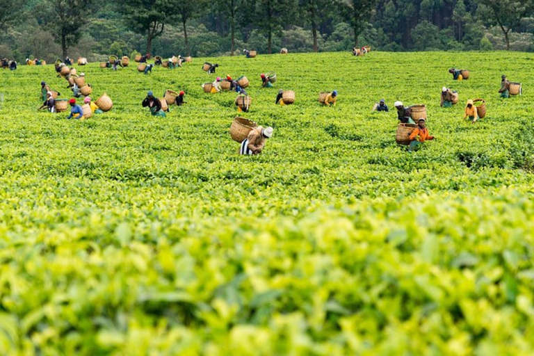 Nairobi: Kiambethu Tea Farm Tour mit Mittagessen und Transfers