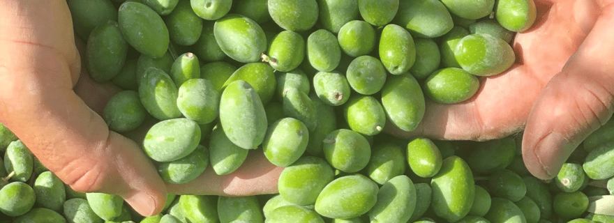 Saint Gilles: Visite d'un moulin à huile d'olive dans une Oliveraie BIO