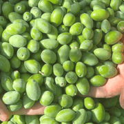 Saint Gilles: Visit to an olive oil mill in an organic olive grove