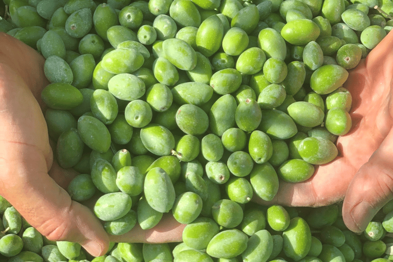 Saint Gilles: Tour of an olive oil mill in an organic olive grove Saint Gilles: Tour of an olive oil mill in an organic olive grove