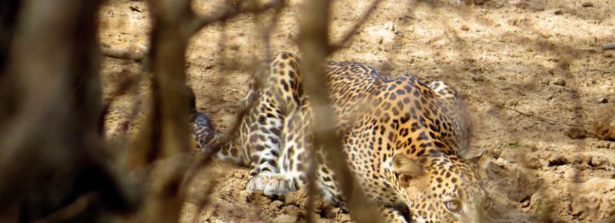 Safari dans le parc national de Yala depuis Tangalle