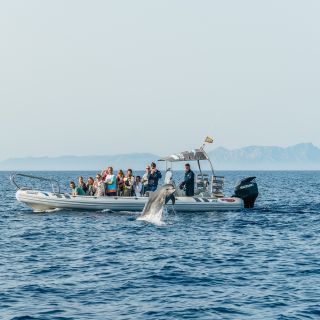 Алькудия: наблюдение за дельфинами и круиз по побережью восхода солнца с гидом