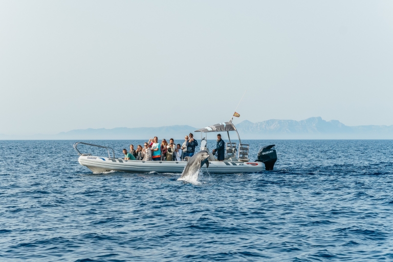 Alcudia/Can Picafort: Rejs z przewodnikiem z obserwacją delfinów o wschodzie słońcaWycieczka z odbiorem z hotelu i transportem powrotnym